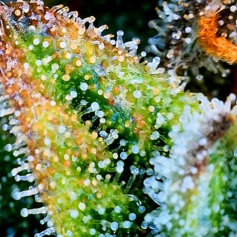 Love Potion (April 2022) growlog timeline photo