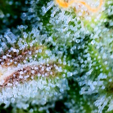 Love Potion (April 2022) growlog timeline photo