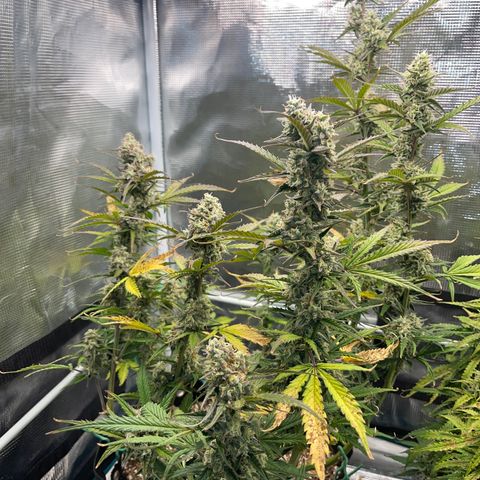 Love Potion (April 2022) growlog timeline photo