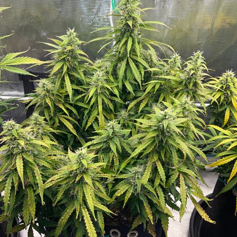 OG Jack (April 2022) growlog timeline photo