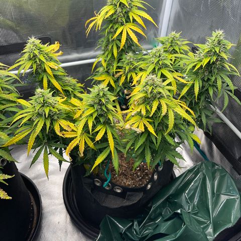 Pineapple X (April 2022) growlog timeline photo