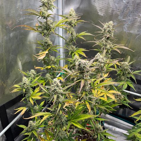 Love Potion (April 2022) growlog timeline photo