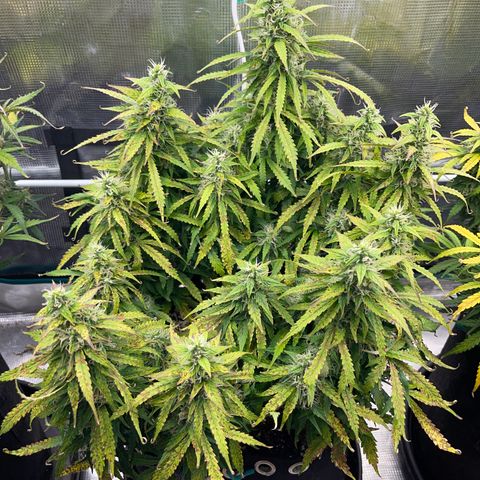 OG Jack (April 2022) growlog timeline photo