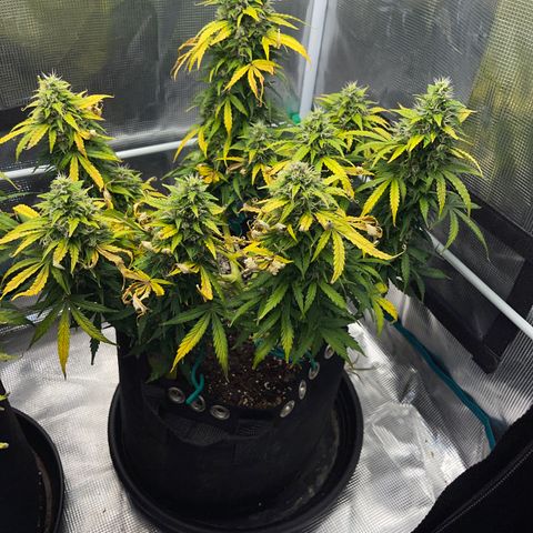 Pineapple X (April 2022) growlog timeline photo