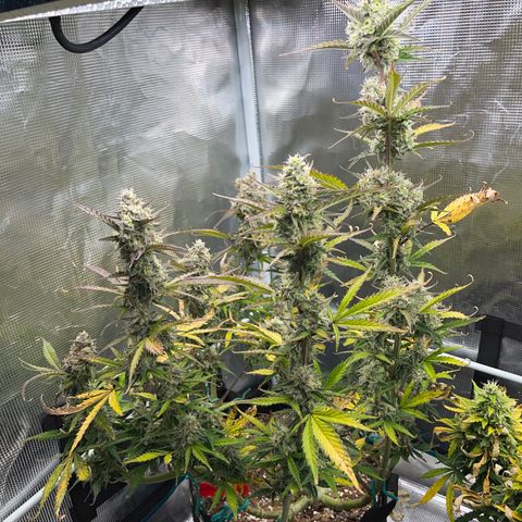 Love Potion (April 2022) growlog timeline photo