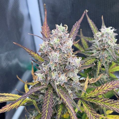 Love Potion (April 2022) growlog timeline photo