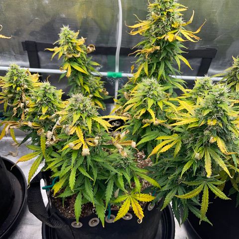 Pineapple X (April 2022) growlog timeline photo