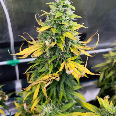 Pineapple X (April 2022) growlog timeline photo