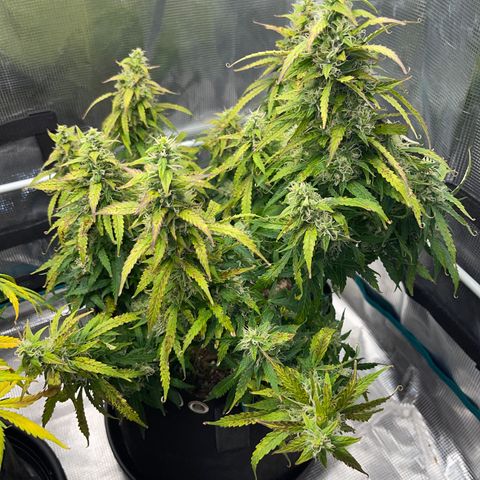 OG Jack (April 2022) growlog timeline photo
