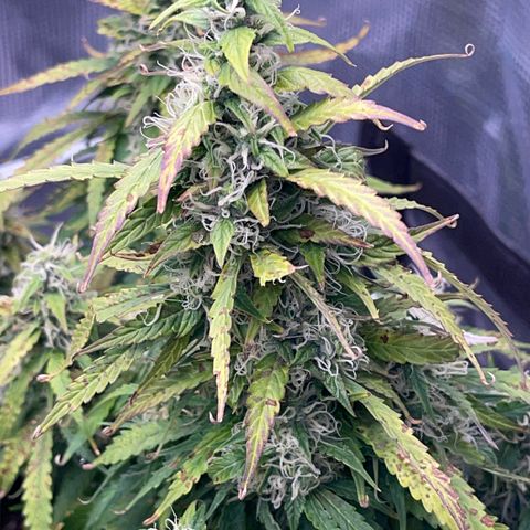 OG Jack (April 2022) growlog timeline photo