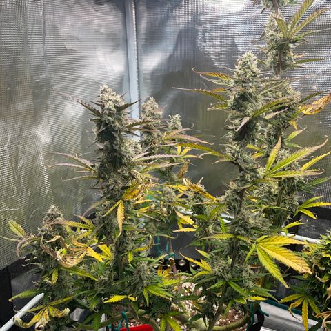 Love Potion (April 2022) growlog timeline photo