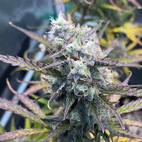 Love Potion (April 2022) growlog timeline photo