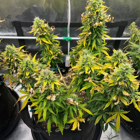 Pineapple X (April 2022) growlog timeline photo