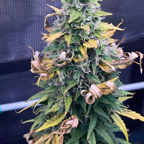 Pineapple X (April 2022) growlog timeline photo