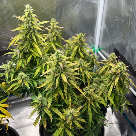 OG Jack (April 2022) growlog timeline photo