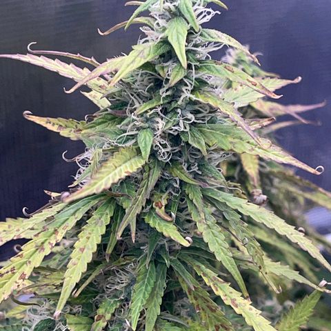 OG Jack (April 2022) growlog timeline photo