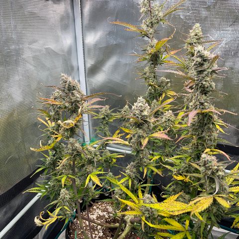 Love Potion (April 2022) growlog timeline photo