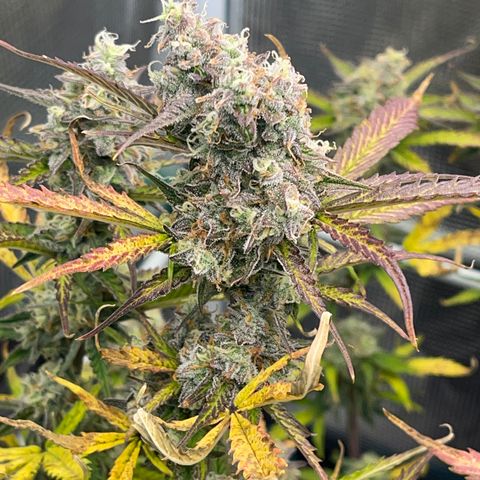 Love Potion (April 2022) growlog timeline photo