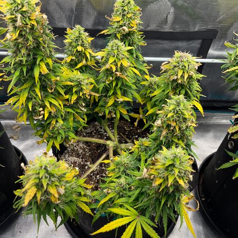 Pineapple X (April 2022) growlog timeline photo