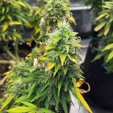 Pineapple X (April 2022) growlog timeline photo
