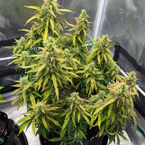 OG Jack (April 2022) growlog timeline photo
