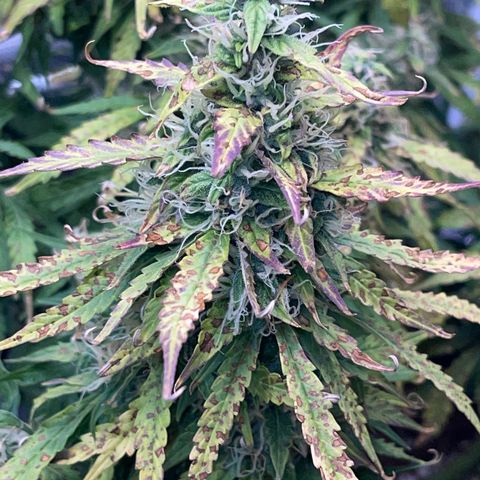 OG Jack (April 2022) growlog timeline photo
