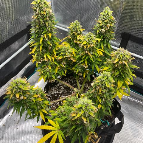 Pineapple X (April 2022) growlog timeline photo