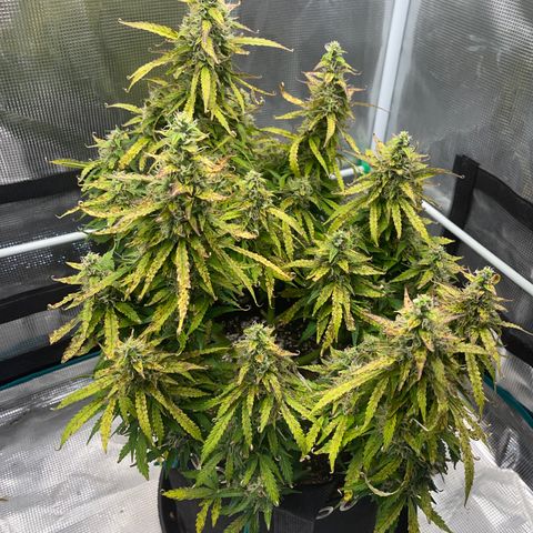 OG Jack (April 2022) growlog timeline photo