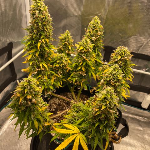 Pineapple X (April 2022) growlog timeline photo