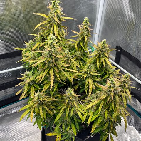 OG Jack (April 2022) growlog timeline photo