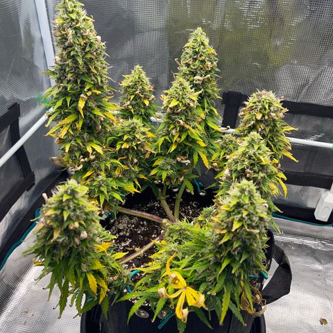 Pineapple X (April 2022) growlog timeline photo