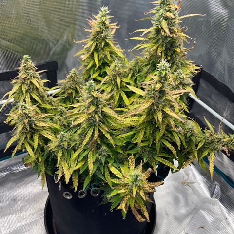 OG Jack (April 2022) growlog timeline photo
