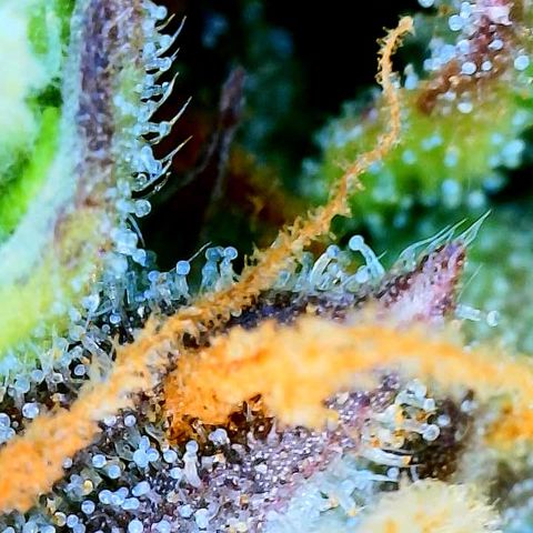 Pineapple X (April 2022) growlog timeline photo