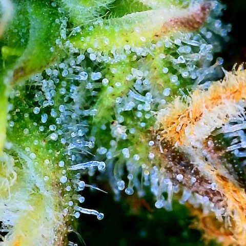 Pineapple X (April 2022) growlog timeline photo