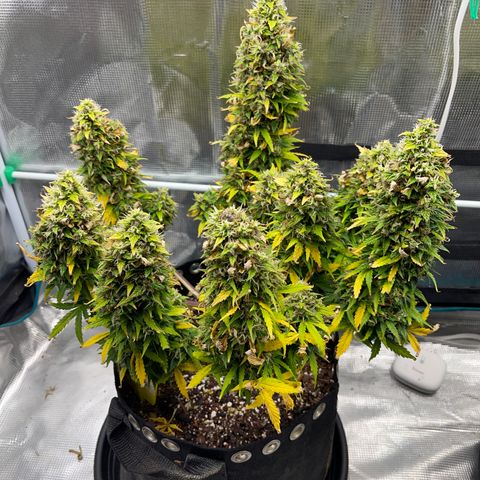 Pineapple X (April 2022) growlog timeline photo