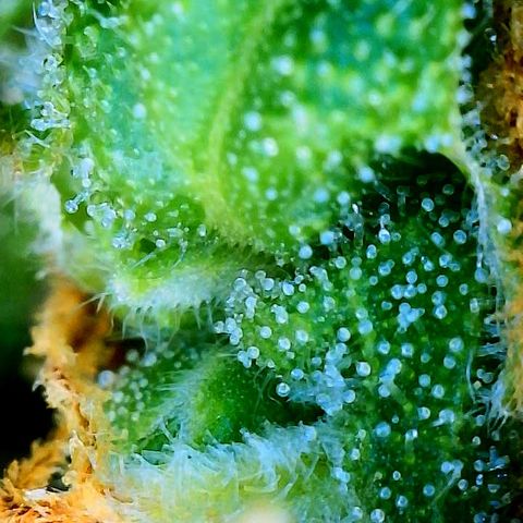 Pineapple X (April 2022) growlog timeline photo
