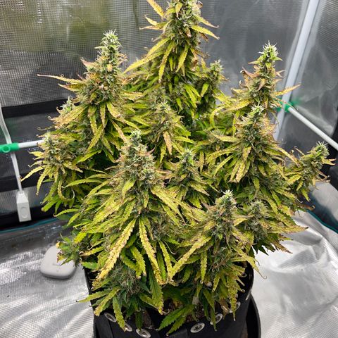 OG Jack (April 2022) growlog timeline photo