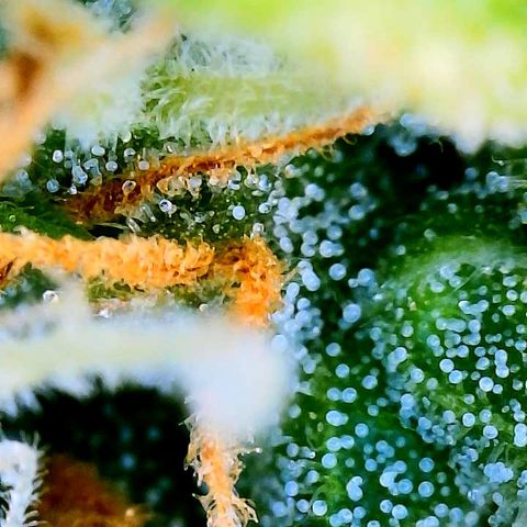 OG Jack (April 2022) growlog timeline photo
