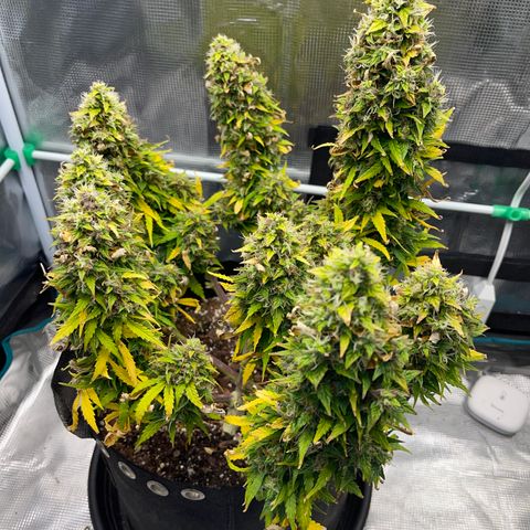 Pineapple X (April 2022) growlog timeline photo