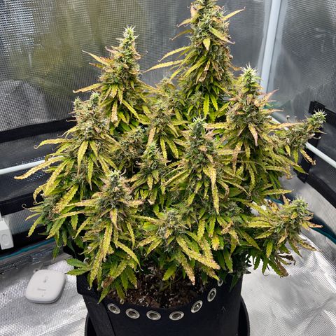 OG Jack (April 2022) growlog timeline photo