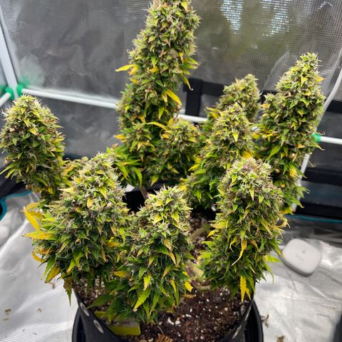 Pineapple X (April 2022) growlog timeline photo