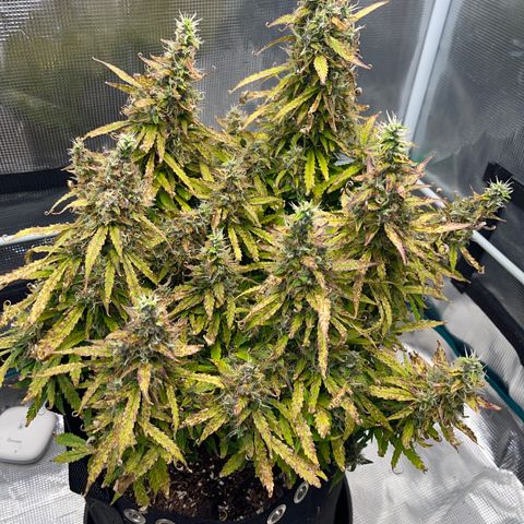 OG Jack (April 2022) growlog timeline photo