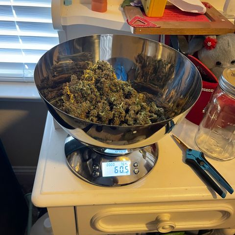 OG Jack (April 2022) growlog timeline photo