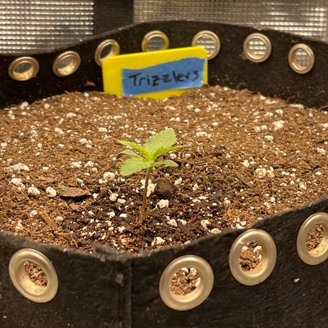 Trizzlers 1 of 6 growlog timeline photo