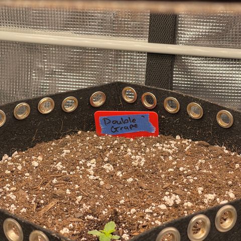 Double Grape 1 of 7 growlog timeline photo