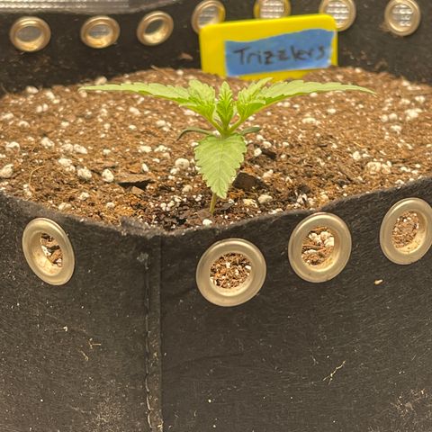 Trizzlers 1 of 6 growlog timeline photo