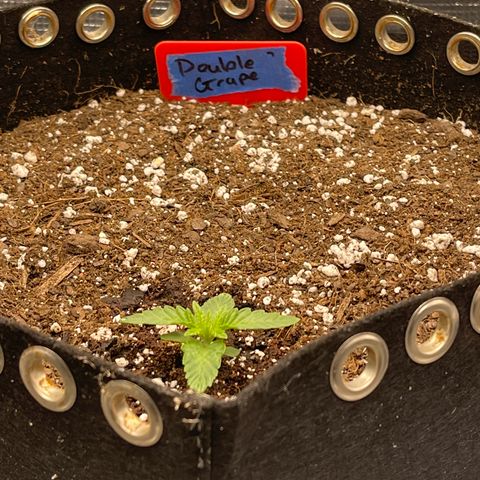 Double Grape 1 of 7 growlog timeline photo