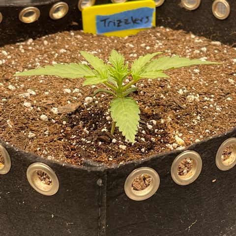 Trizzlers 1 of 6 growlog timeline photo