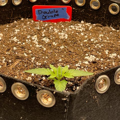 Double Grape 1 of 7 growlog timeline photo