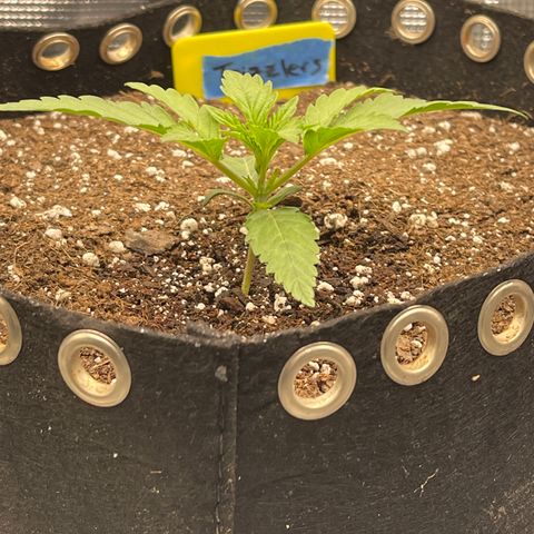 Trizzlers 1 of 6 growlog timeline photo